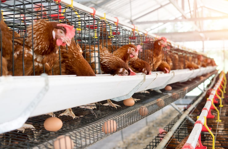 Gabon/An I d'Oligui Nguema/ Aviculture : un an d'offensive pour réduire la dépendance aux importations