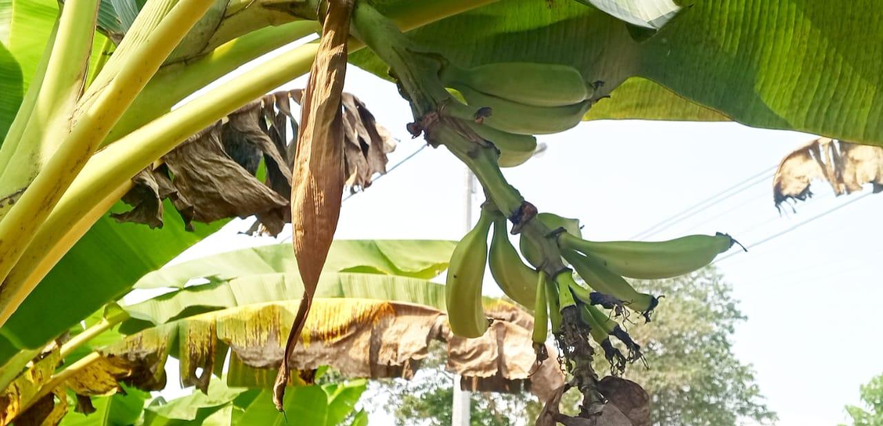 Gabon/Reportage : recrudescence des vols de régimes de bananes à Tchibanga